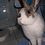 milow